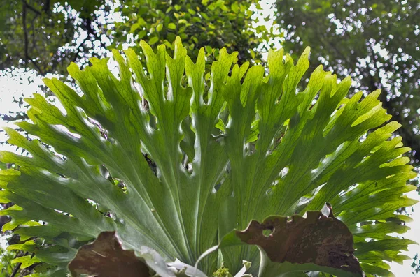 Platycerium Felci Pianta Stagno Felce Alce Che Cresce Corteccia — Foto Stock