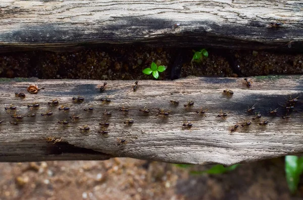 Termite Marche Sur Vieux Tronc — Photo