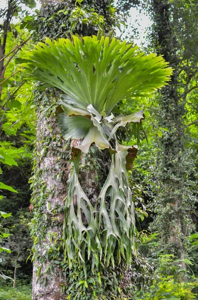 Platycerium ferns plant staghorn or elkhorn fern growing on bark tree