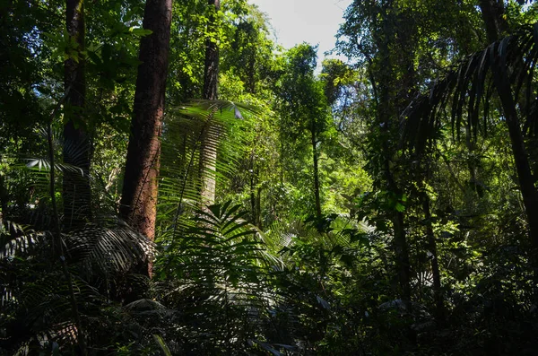 Hutan Hujan Umphang Thailand — Stok Foto