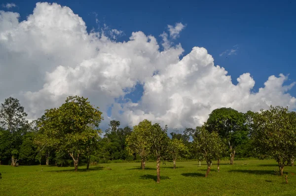 Sky Cloud Trees Forest — Stock Photo, Image