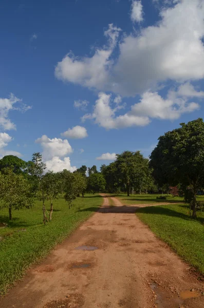 Camino Tierra Bosque — Foto de Stock