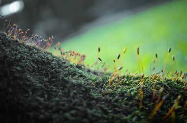 yosun sporları, Yosun ormanda yetişir