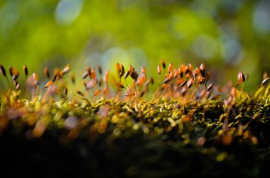 yosun sporları, Yosun ormanda yetişir