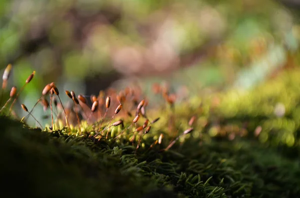 Spores Moss Moss Grows Forest — Stock Photo, Image