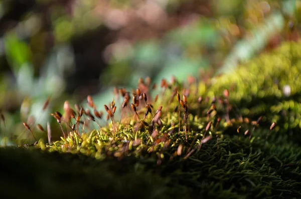 Spores Moss Moss Grows Forest — Stock Photo, Image