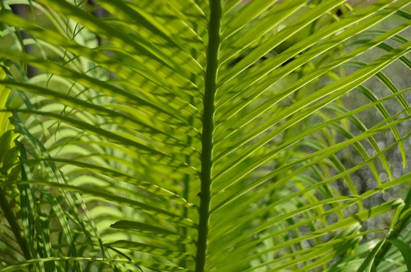 Hoja Palma Verde Fondos Naturales —  Fotos de Stock