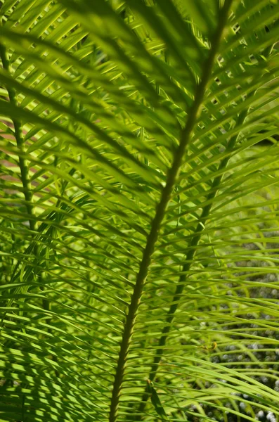 绿棕榈叶 自然背景 — 图库照片