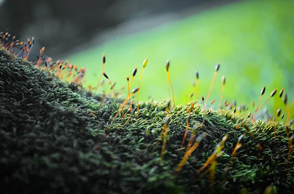 青苔孢子 苔生长在森林里 — 图库照片