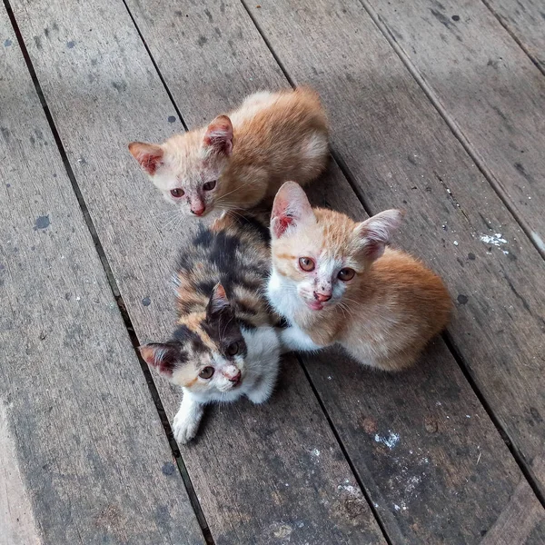 Potret Kucing Tunawisma Dengan Kudis — Stok Foto