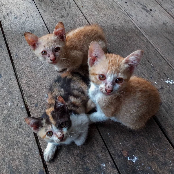 Potret Kucing Tunawisma Dengan Kudis — Stok Foto