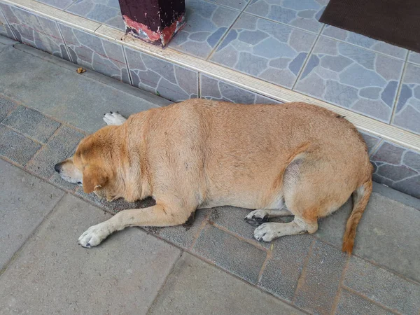 Cute Animal Fat Dog is Sleeping