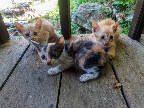 Retrato Gato Sin Hogar Con Sarna — Foto de Stock