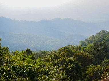 Yağmur ormanlarında ve dağlarda ağaçlar