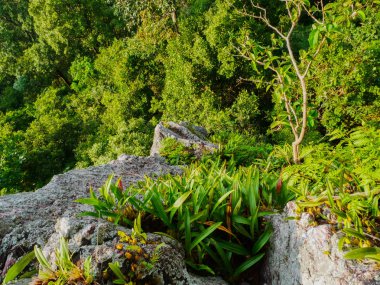 Yağmur ormanlarında ve dağlarda ağaçlar