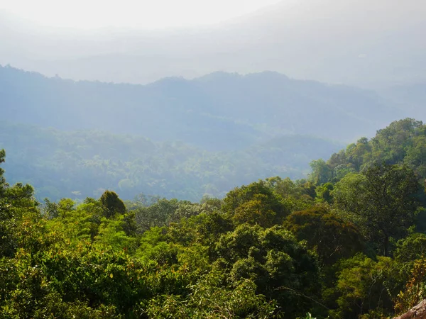 熱帯雨林や山の木々は — ストック写真