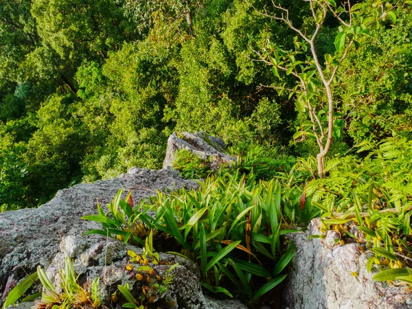 Árvores Floresta Tropical Montanha — Fotografia de Stock