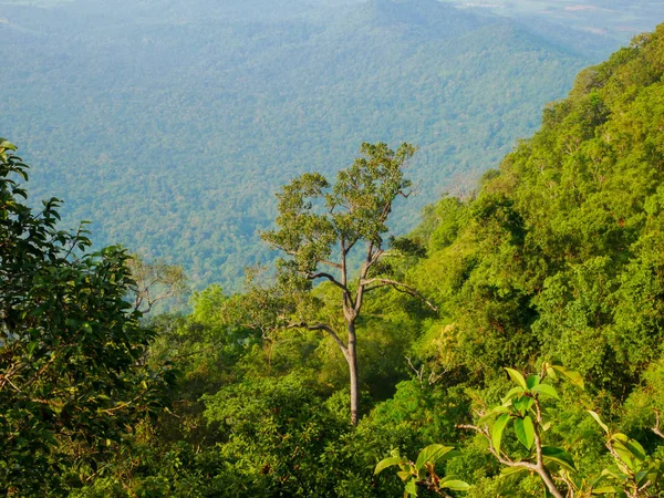 熱帯雨林や山の木々は — ストック写真