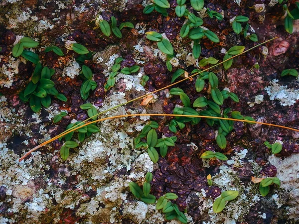 Drymoda Siamensis Bulbophyllum Ayuthayense — 图库照片