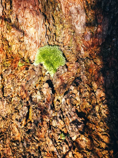 Moss Lichen Bark Tree — Stock Photo, Image