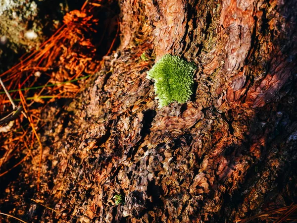 Musgo Liquen Corteza — Foto de Stock