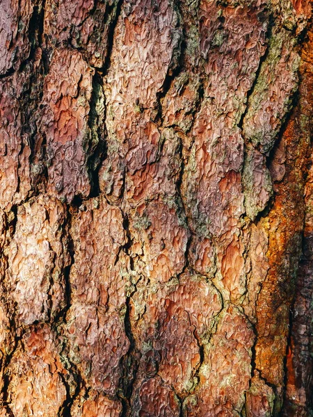 Çam Ağacının Kahverengi Kabuğudoku Arka Plan Kapatın Doğal Arka Plan — Stok fotoğraf