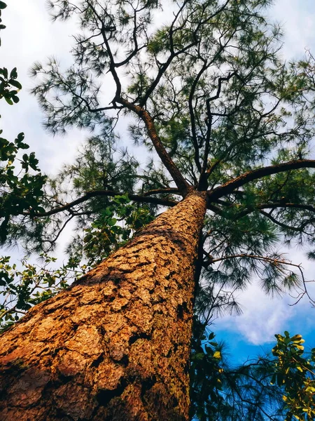 Pine Tree Looking Sky — Stock Photo, Image