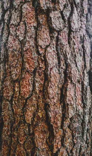 松の木の茶色の樹皮のテクスチャの背景をクローズアップ 自然な背景 — ストック写真