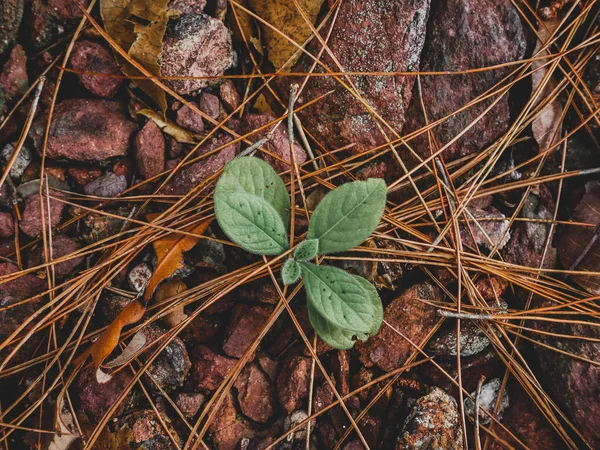 Planta Que Crece Hoja Seca Piedra — Foto de Stock