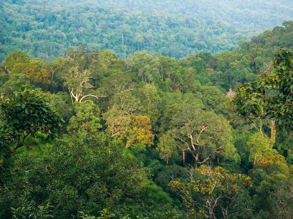 Rainforest Trees Morning — Stock Photo, Image
