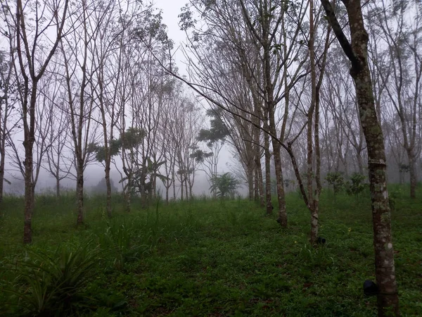 Plantação Borracha Com Nevoeiro Névoa Matinal Entre Árvores Borracha — Fotografia de Stock