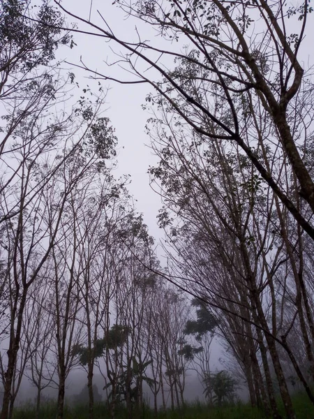 Plantación Caucho Con Niebla Niebla Matutina Entre Árboles Caucho —  Fotos de Stock