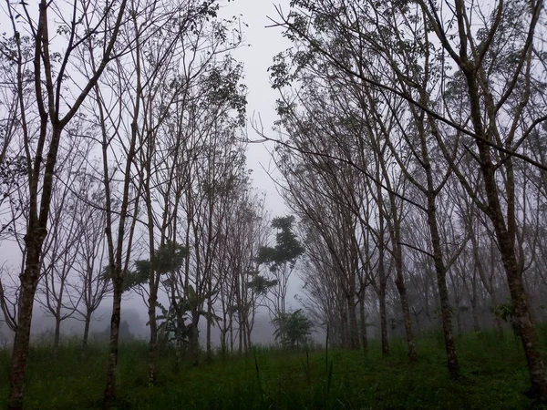 Perkebunan Karet Dengan Kabut Kabut Pagi Antara Pohon Karet — Stok Foto