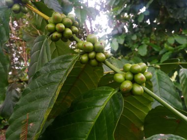 Bahçede yeşil kahve çekirdeği