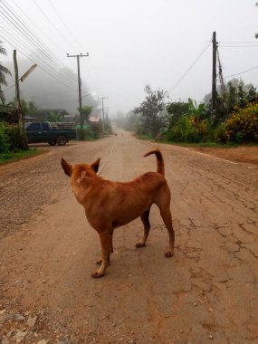Köy yolundaki köpek.
