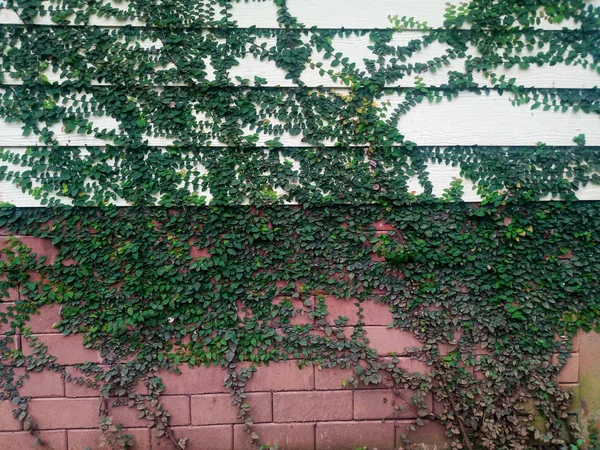 Murgröna Löv Träplanka Vägg — Stockfoto