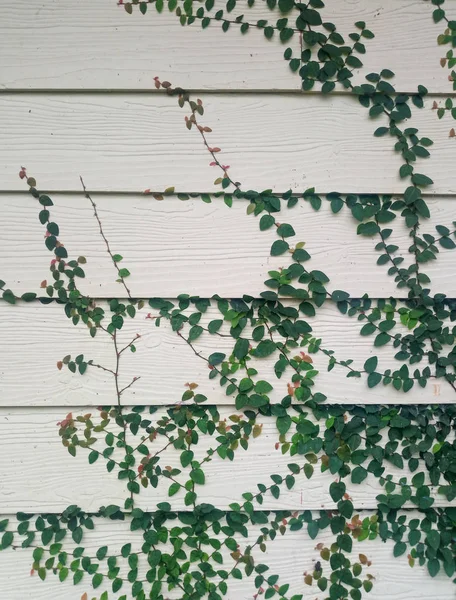 木板墙上的常春藤叶 — 图库照片