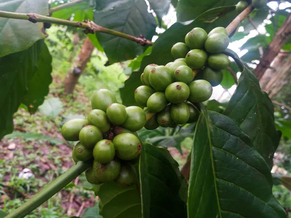 Green Coffee Bean Garden — Stock Photo, Image