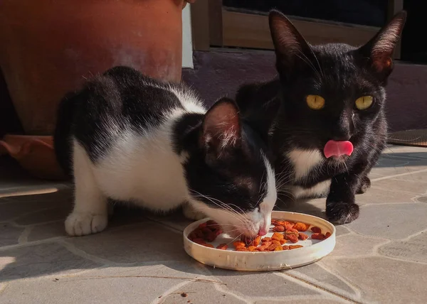 Gatos Domésticos Comiendo Alimento — Foto de Stock
