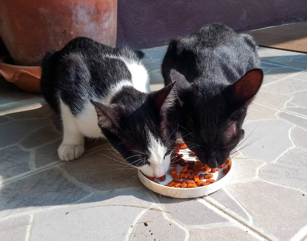 Gatos Domésticos Comiendo Alimento — Foto de Stock