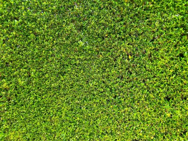 yeşil yaprak bitki duvar arka planlar