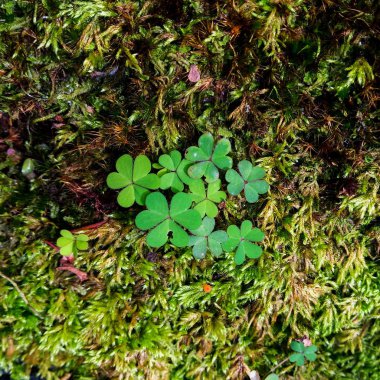 Yosun ve kütük üzerinde yonca yaprağı