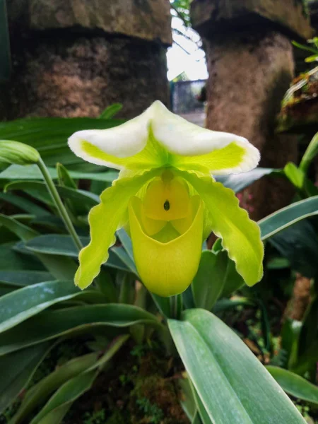 Paphiopedilum Exul Orchid Στην Ταϊλάνδη — Φωτογραφία Αρχείου