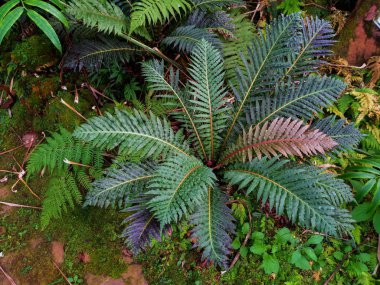 Sikas siamensis Miq. Bahçede