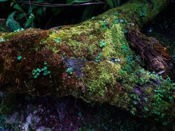 Clover Leaf Moss Log — Stock Photo, Image