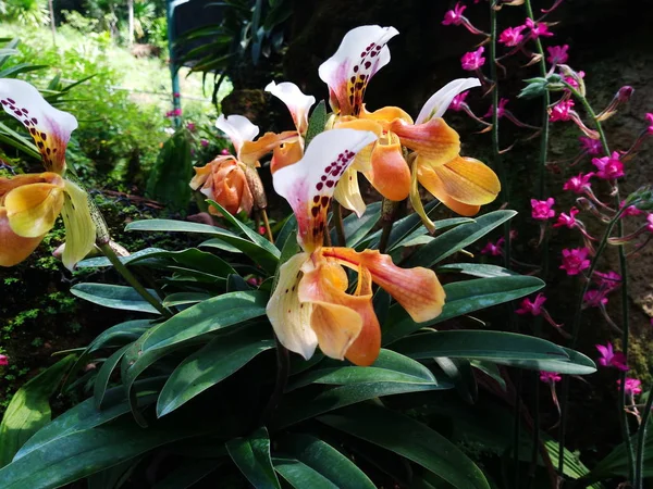 Lady Chinelo Orquídea Paphiopedilum Chinelo Orquídea Paphiopedilum Gratrixianum Flor Tailândia — Fotografia de Stock