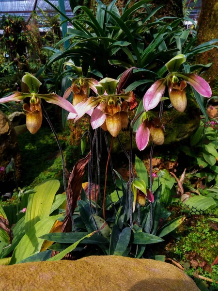 Lady\'s slipper orchid, aka lady slipper orchid or slipper orchid (Cypripedioideae Paphiopedilum)