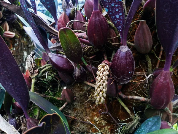 球茎生三子植物Seidenf 史密丁和兰花 — 图库照片