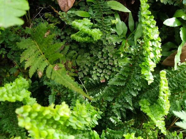 Yeşil Yaprak Eğreltiotu Doğa Arka Planı — Stok fotoğraf