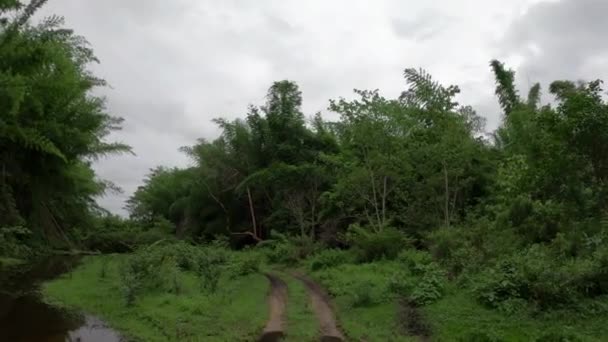Conduzir Estrada Terra Para Floresta Tropical — Vídeo de Stock